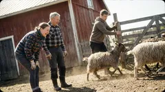 Lyhyttarina: Serkun lammasjuhlissa tajusin viimein, mitä savolainen huumori oikeasti on