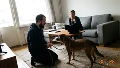 Tarina: Kannoin koiraa eläinsuojelulle – ja tajusin vasta ovella, mitä luultiin