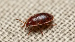 Where Did the Bed Bugs Go? Why They Were Almost Gone for Decades — and Why They’re Coming Back