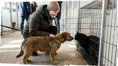 Tarina: Vein koiran eläinkotiin – ja käytävällä tuli vastaan hiljainen tuomio