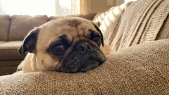 5 koirarotua, joita sinun ei pitäisi koskaan hankkia