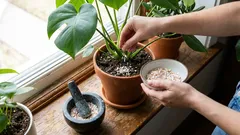 Älä heitä sitä pois! Keittiöjätteet, jotka säästävät rahaa ja auttavat kotiasi ja puutarhaasi.